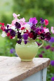 Lathyrus