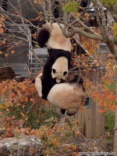 Pandák
