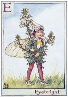Eyebright