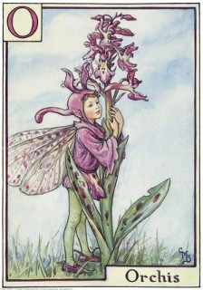 Orchidea