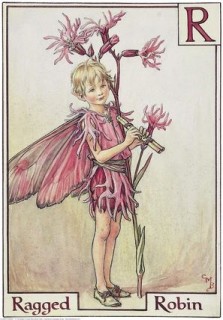 Robin