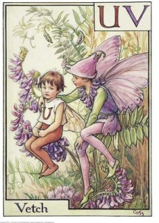 Vetch tündér