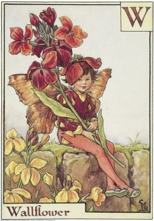 Wallflower
