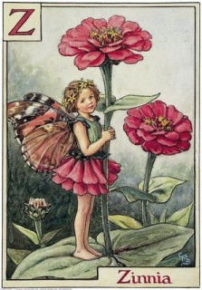 Zinnia