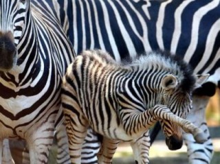 Zebra