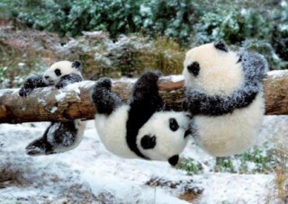 Pandák